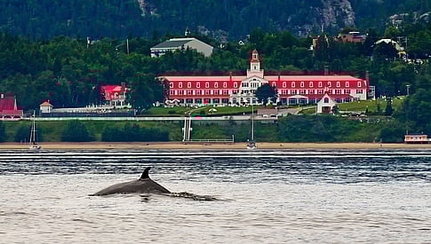 le dos d'une baleine dans l'eau devant l'hôtel Tadoussac